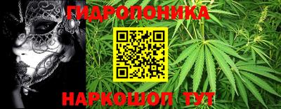 шишки Кимры